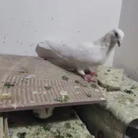 کفتر