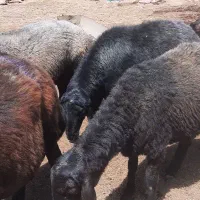 قوچ همو