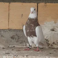 طوقی آجری|پرنده|اصفهان, لاله|دیوار