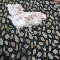 جوجه عروس البینو