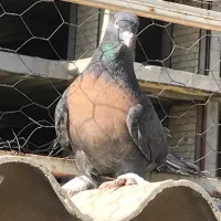 کبوتر