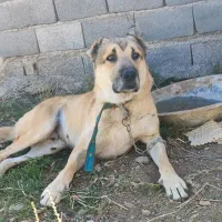 نگهبان و گله