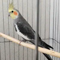 عروس هلندی خاکستری