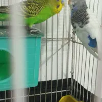 ۲ جفت مرغ عشق