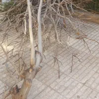 شاخه درخت انجیر