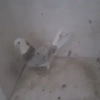 گبوتر|پرنده|اصفهان, ارغوانیه|دیوار