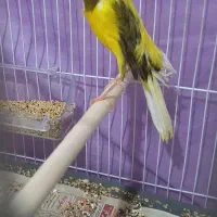 قناری کرست ابلغ زرد کشیده نر