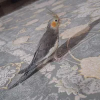 عروس هلندی دستی و آوازه خان