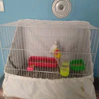 قفس|لوازم جانبی حیوانات|طرقبه, |دیوار