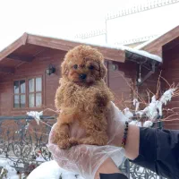 توی پودل نر و ماده ۲ ماهه