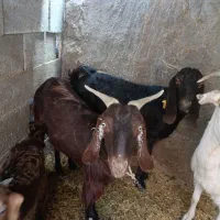 بز دو رگ|حیوانات مزرعه|زاهدان, |دیوار