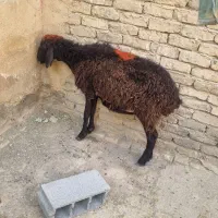 1راس میش یک راس بزغاله گله گرد سالم