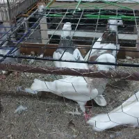 کبوتر کلفه از بهترین نژاد