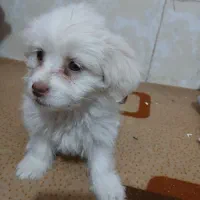 فروش سگ نژادشیتزو فلت