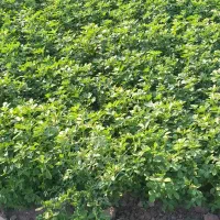بذر یونجه رنجر اصل،تخم یونجه|گل و گیاه طبیعی|اصفهان, ارغوانیه|دیوار