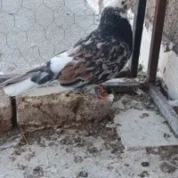 توقی|پرنده|اردبیل, |دیوار