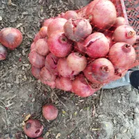 فروش انار تور مخصوص اب انار