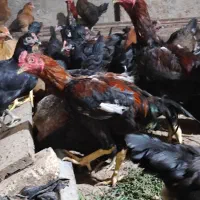 تخم مرغ لاری و تخم بوقلمون بیوتی