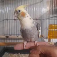جوجه وعروس هلندی دستی|پرنده|کرج, حسن آباد|دیوار
