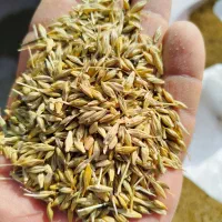 جو عربی اهواز کارون