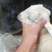 سه تا بزغاله شیرخوار|حیوانات مزرعه|قم, باغ کرباسی|دیوار