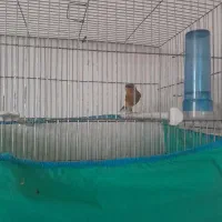 قناری|پرنده|مرودشت, ثبت احوال|دیوار