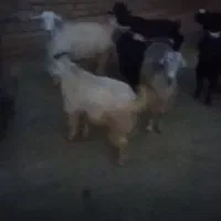 10راس بز و تی بز