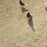 دو عدد کفتر