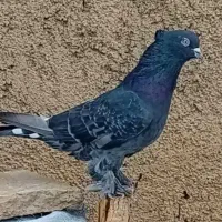 جفت کفتر نر