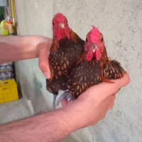 خروس سیبرایت