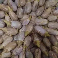 ترشی خانگی|خوردنی و آشامیدنی|شیراز, شهرک سراج‎|دیوار