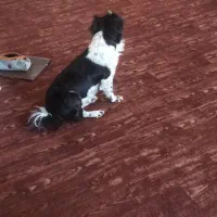 گمشده|حیوانات|چالوس, |دیوار