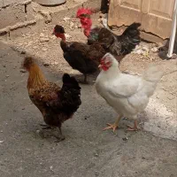 یک عدد خروس و سه مرغ