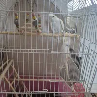 عروس هلندی