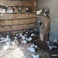 کفتر طوقی سار هفترنگ|پرنده|مشهد, ترمینال|دیوار