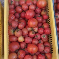 گوجه گوشتی|خوردنی و آشامیدنی|مبارکه, |دیوار