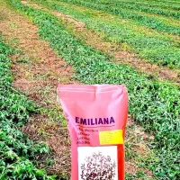 بذر یونجه املییانا ایتالیایی