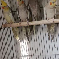 عروس هلندی|پرنده|لنگرود, |دیوار