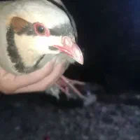 بلدرچین، پرنده