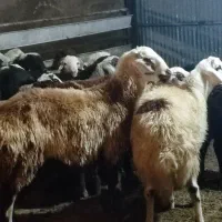 بره قوچ پلنگی