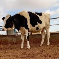 تلیسه وگاو صنعتی|حیوانات مزرعه|باخزر, |دیوار