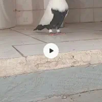 دمسیاه