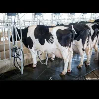 کارگر گاوداری|استخدام صنعتی، فنی، مهندسی|فسا, |دیوار