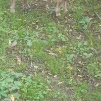 گوسفندنرقوچ وبره ماده|حیوانات مزرعه|ماکلوان, |دیوار