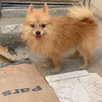 پامر روباهی خالص|سگ|اصفهان, هفتون|دیوار