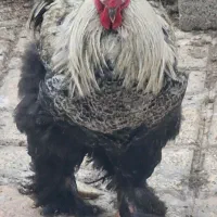 خروس برهما دارک