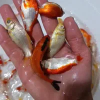 فروش ماهی قرمز