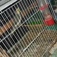 عروس. کوتوله. مرغ عشق