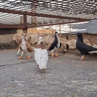 کبوتر|پرنده|تاکستان, |دیوار