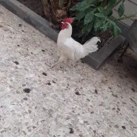 مرغ خروس تخم گداز عربی ت کرک